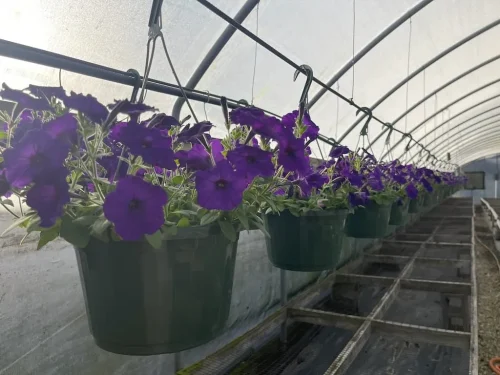 landscaper-covington-la-014