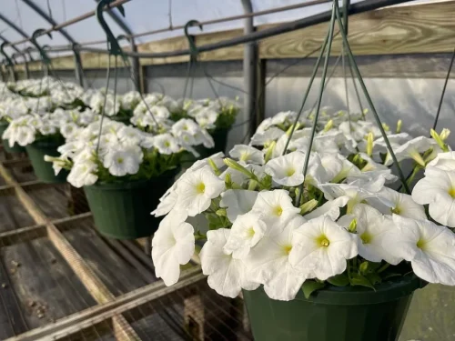 landscaper-covington-la-015