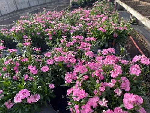 landscaper-covington-la-016