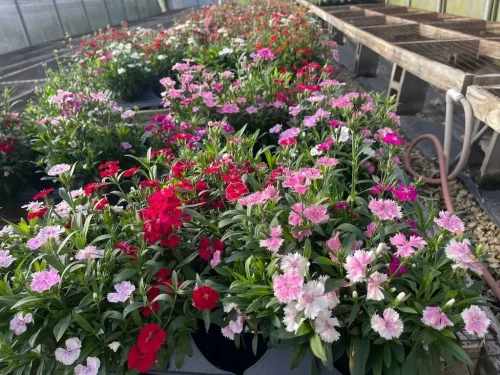 landscaper-covington-la-017