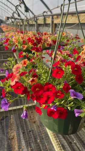 landscaper-covington-la-018