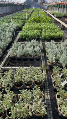 landscaper-covington-la-019